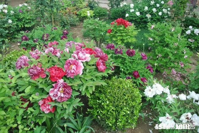 绿化牡丹花可以盆栽吗