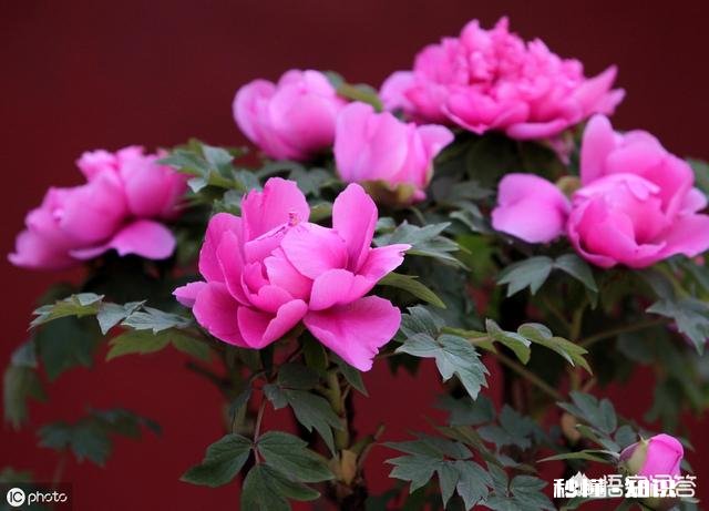 绿化牡丹花可以盆栽吗