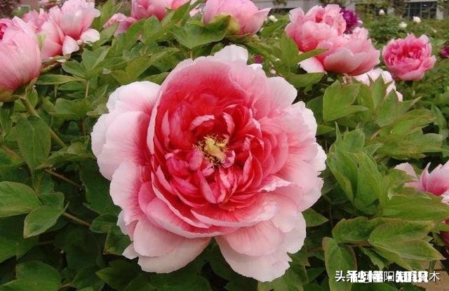 绿化牡丹花可以盆栽吗