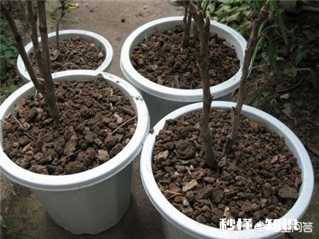 绿化牡丹花可以盆栽吗