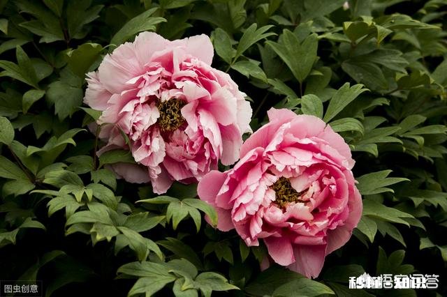 绿化牡丹花可以盆栽吗