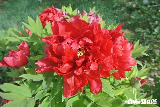 绿化牡丹花可以盆栽吗