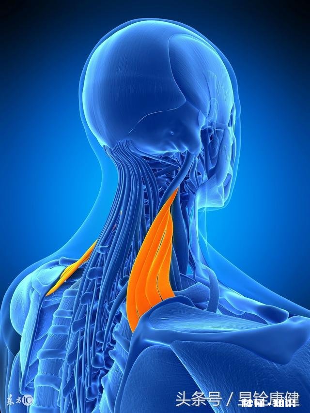 颈部僵硬应该怎么办