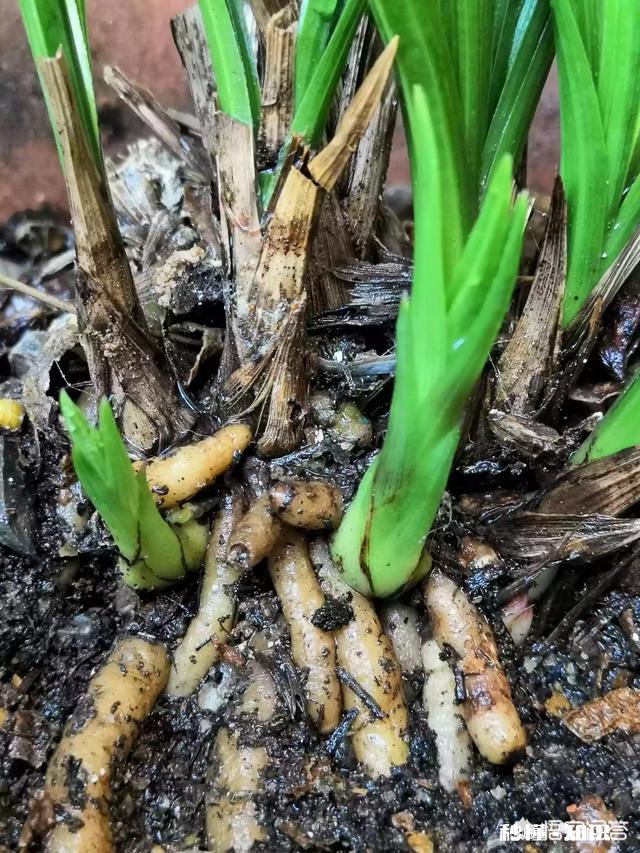 蕙兰是先生根，还是先出芽