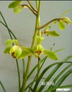 蕙兰是先生根，还是先出芽