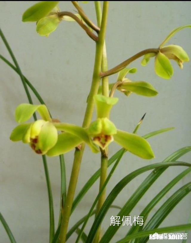 蕙兰是先生根，还是先出芽