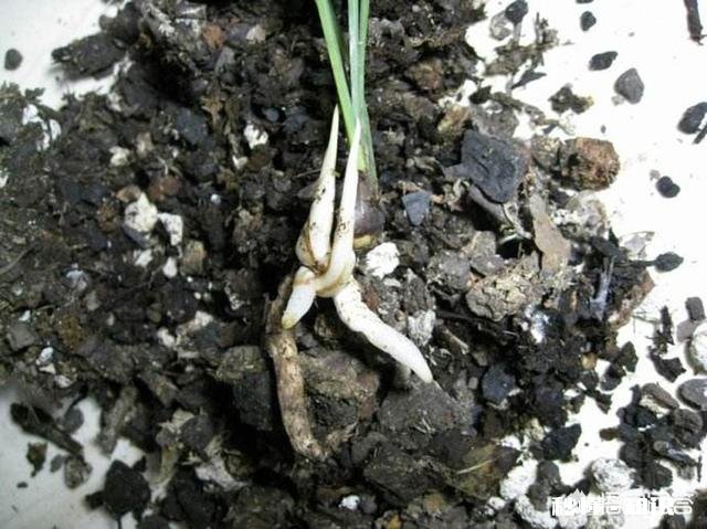 蕙兰是先生根，还是先出芽