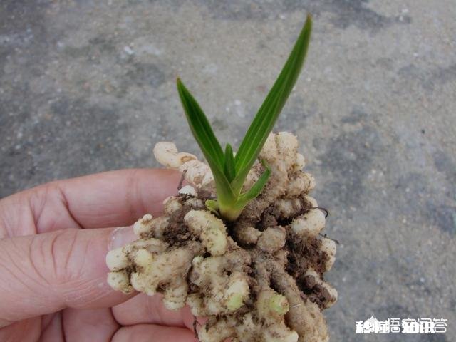 蕙兰是先生根，还是先出芽