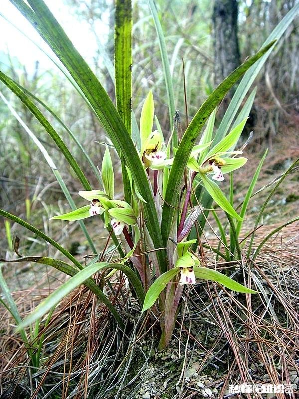 蕙兰是先生根，还是先出芽