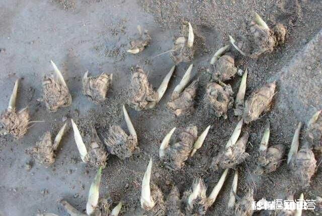 蕙兰是先生根，还是先出芽