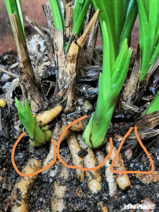 蕙兰是先生根，还是先出芽