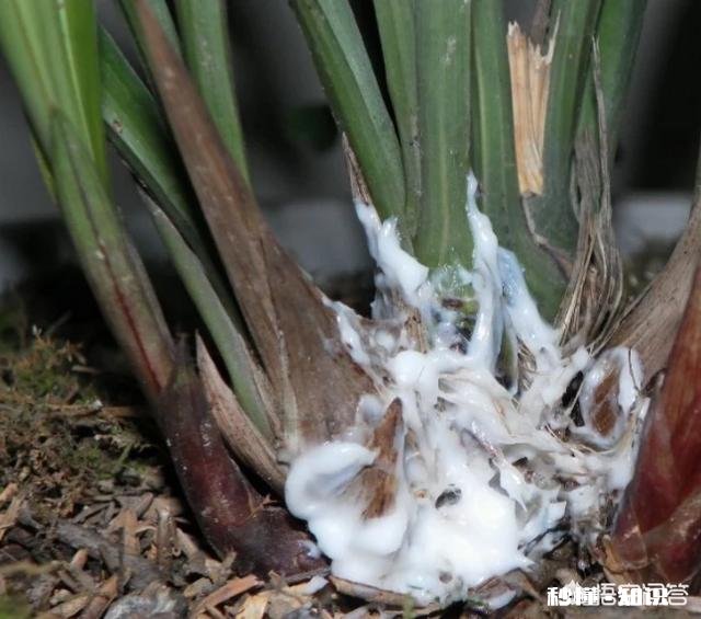 兰花一旦得了颈腐病该怎么办