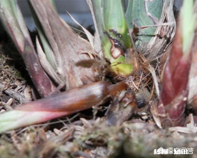 兰花一旦得了颈腐病该怎么办