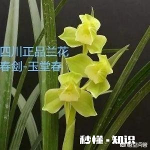 兰花一旦得了颈腐病该怎么办