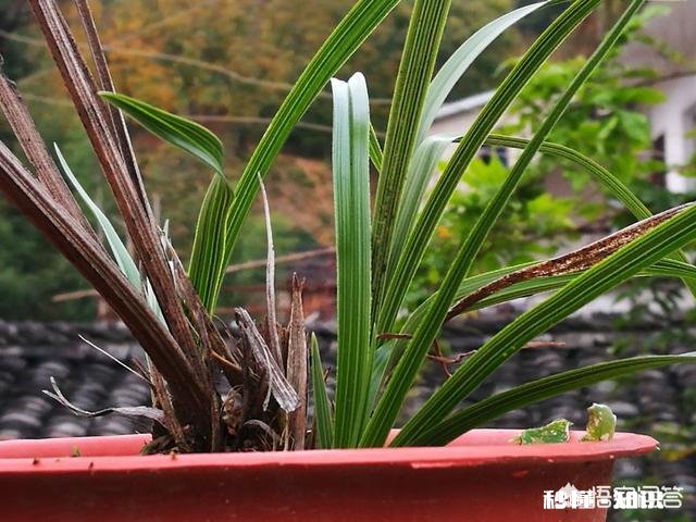 兰花一旦得了颈腐病该怎么办