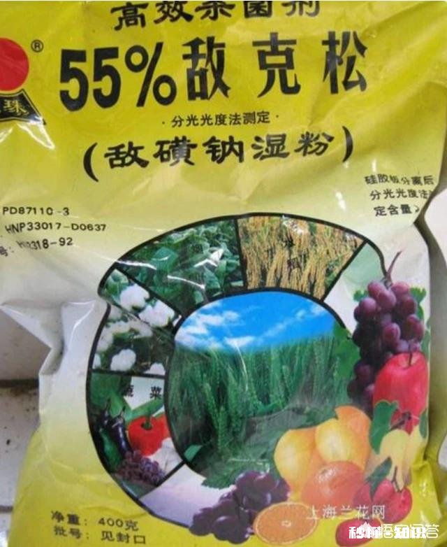 兰花一旦得了颈腐病该怎么办