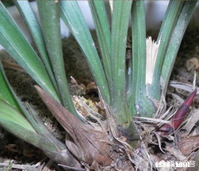 兰花一旦得了颈腐病该怎么办
