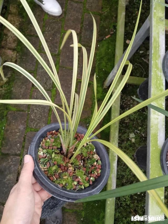 兰花一旦得了颈腐病该怎么办