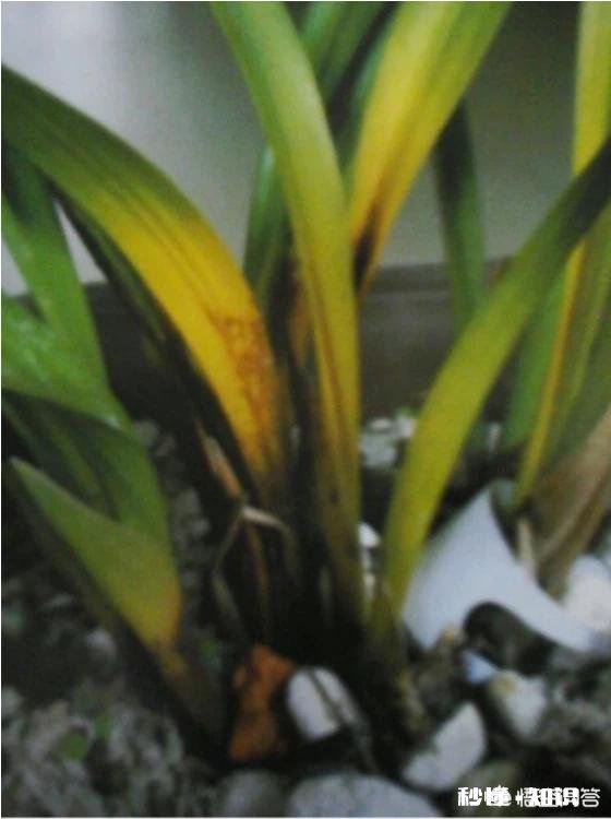 兰花一旦得了颈腐病该怎么办