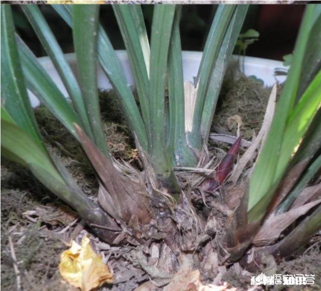 兰花一旦得了颈腐病该怎么办