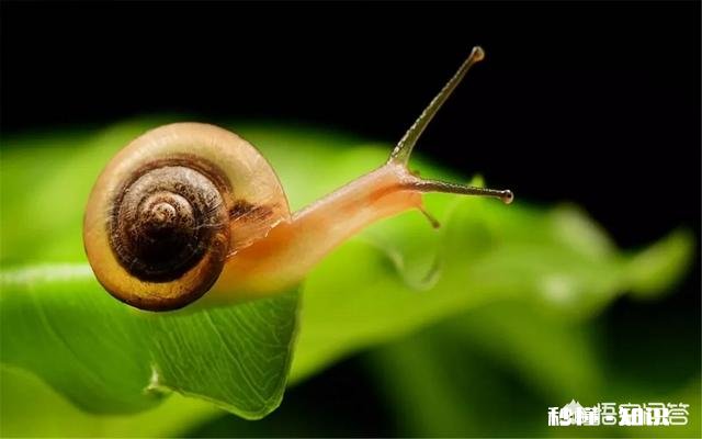 桃园的蜗牛和蛞蝓如何防治