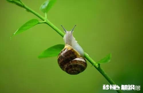 桃园的蜗牛和蛞蝓如何防治