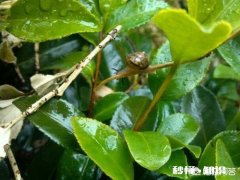 桃园的蜗牛和蛞蝓如何防治