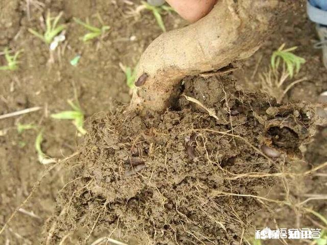 桃园的蜗牛和蛞蝓如何防治