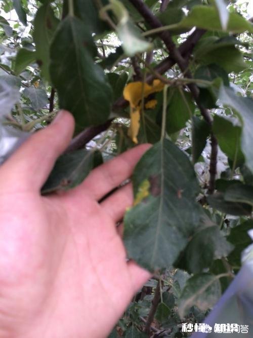 桃园的蜗牛和蛞蝓如何防治