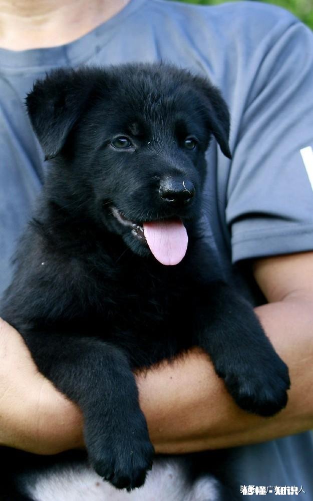 同是带狗的铲屎官有没有看其他铲屎官的某些事不顺眼