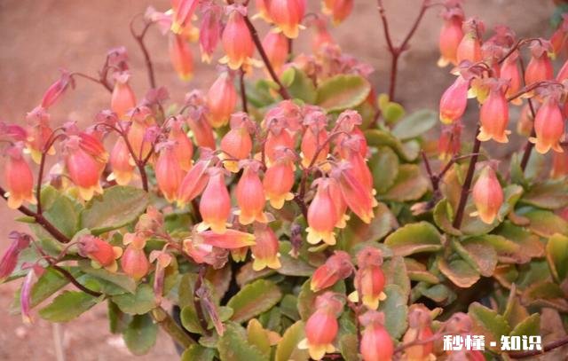 宫灯长寿花每对叶片都出新芽什么剪