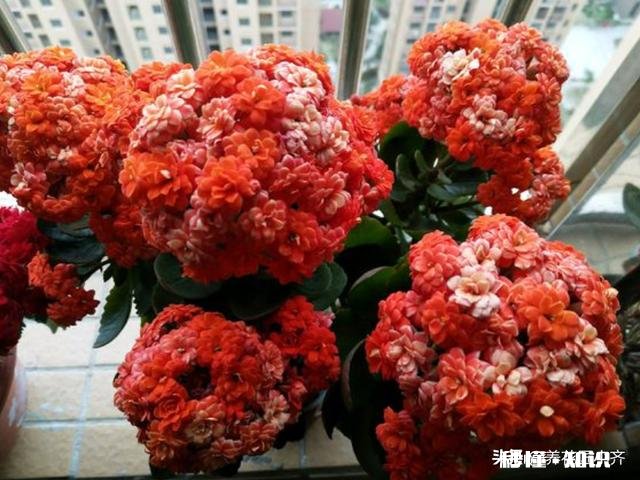 宫灯长寿花每对叶片都出新芽什么剪