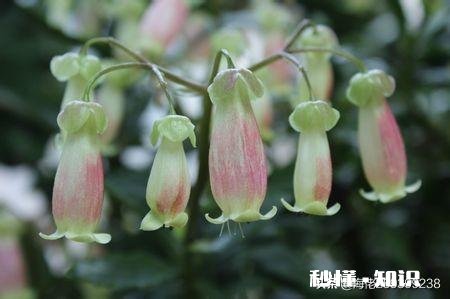宫灯长寿花每对叶片都出新芽什么剪