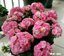 宫灯长寿花每对叶片都出新芽什么剪