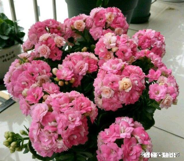 宫灯长寿花每对叶片都出新芽什么剪