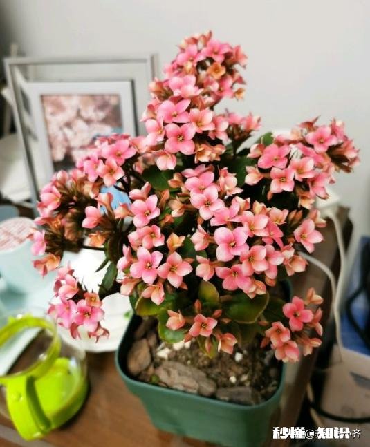 宫灯长寿花每对叶片都出新芽什么剪