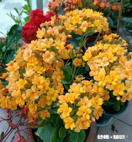 宫灯长寿花每对叶片都出新芽什么剪