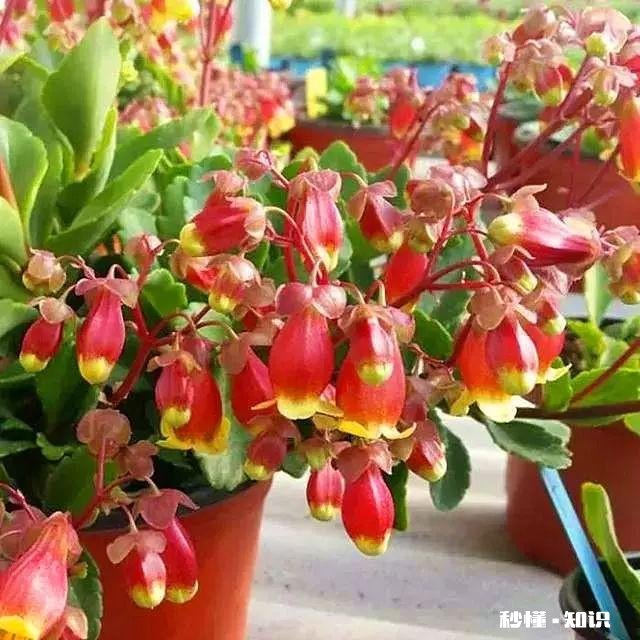 宫灯长寿花每对叶片都出新芽什么剪