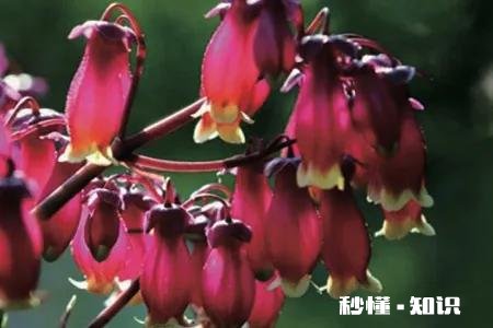 宫灯长寿花每对叶片都出新芽什么剪