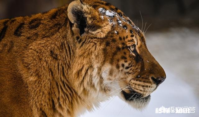 尼康D7000还值得配一个70－200的镜头吗