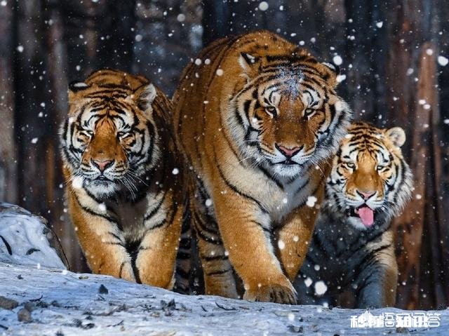 尼康D7000还值得配一个70－200的镜头吗