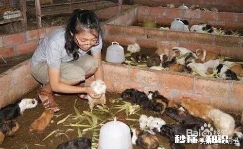 从城市到农村生活创业,最开始最难熬的会是什么