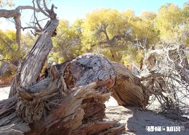 你们喜欢旅游吗都有哪些不高兴的遭遇，分享一下，学习一下经验