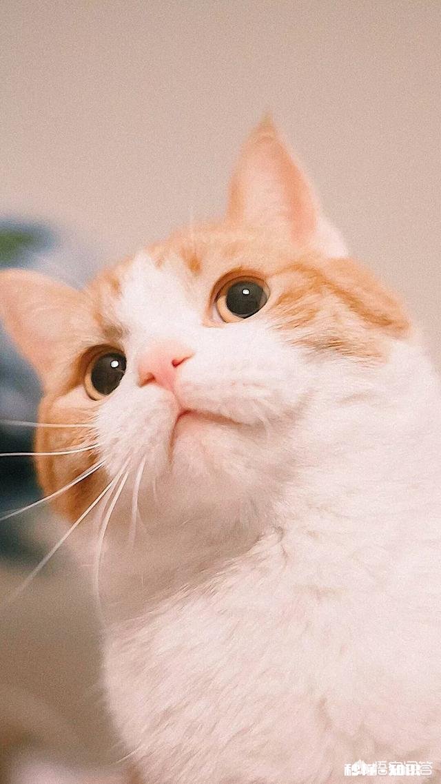 下载同城异性交友软件的人，一般心里的想法都是什么