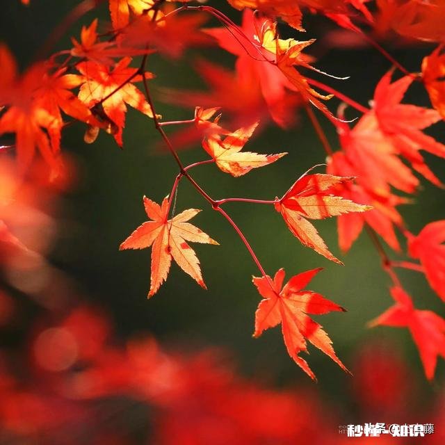 还记得你的第一个女朋友长什么样子吗感觉如何