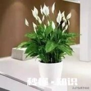 白掌光长根不长叶子，也不开花怎么办