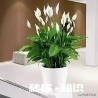 白掌光长根不长叶子，也不开花怎么办