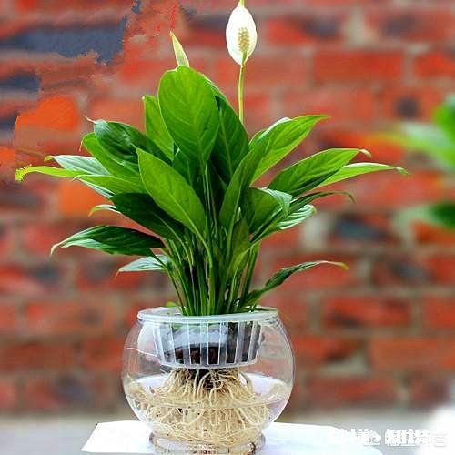 白掌光长根不长叶子，也不开花怎么办