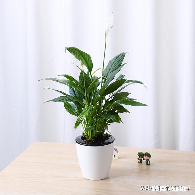 白掌光长根不长叶子，也不开花怎么办