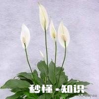 白掌光长根不长叶子，也不开花怎么办